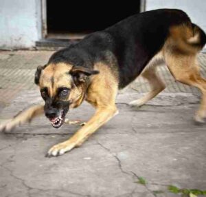 Orangeburg Dog Bite Attorneys - Orangeburg Dog Bite Lawyer Near You [Free Consultation] - Orangeburg Dog Bite and Animal Attack Attorneys Near Me - Orangeburg, SC Dog Bite Law Firm - Pet Attack Lawyer South Carolina - Louthian Firm