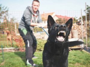 dog attempting to bite someone - Columbia Dog Bite Lawyer Near You [Free Consultation] - Columbia Dog Bite and Animal Attack Attorneys Near Me - Columbia, SC Dog Bite Law Firm - Pet Attack Lawyer South Carolina - Louthian Firm